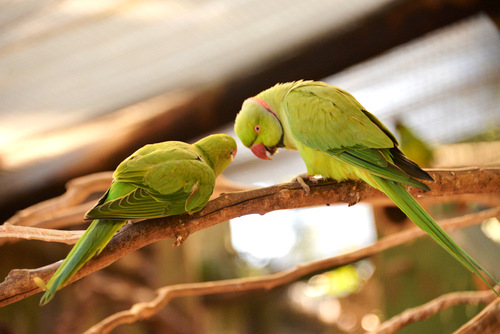 World of Birds Wildlife Sanctuary.